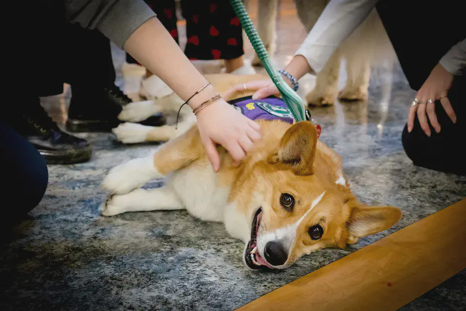 Students petting a Corgi